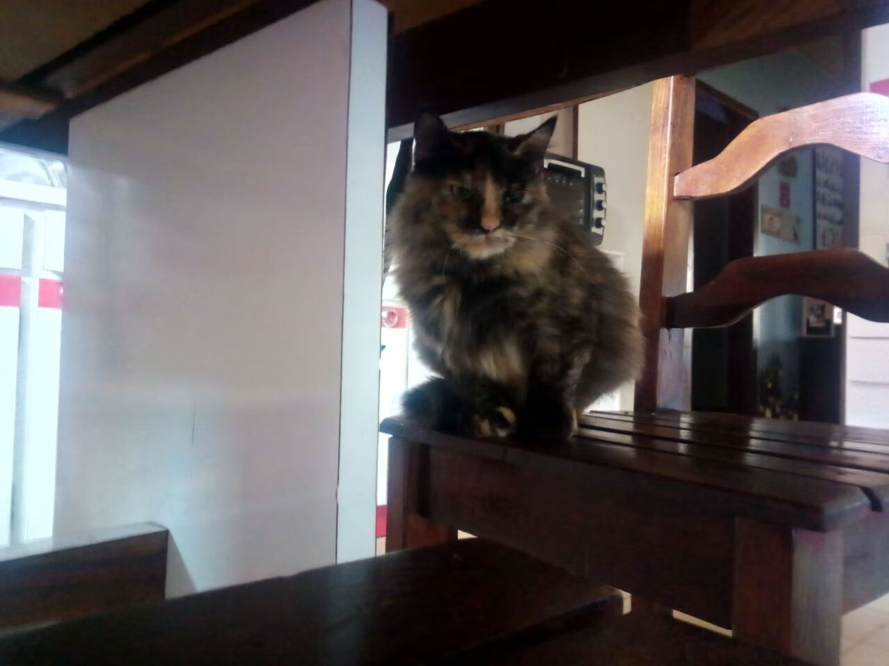 班凯罗闪耀麦迪逊广场！尼克斯轻取猛龙，新星成救世主